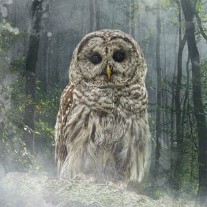 Ceramic Coaster - Forest Owl